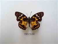 藏品(燦蛺蝶)的圖片